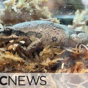 Can conservationists save this species of frog?