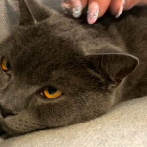 Cat found on Toronto Pearson runway after missing for 3 days