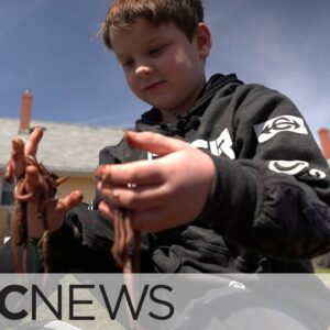 These P.E.I. kids started up worm businesses — and their customers are hooked