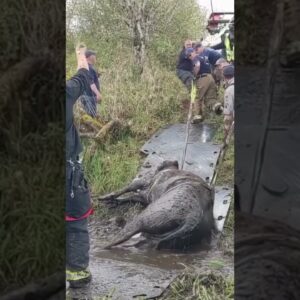 Firefighters rescued a cow that was stuck in a bog in Mist, Oregon