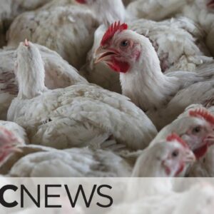 After 2 avian flu cases in humans, U.S. officials warns states to prepare for more