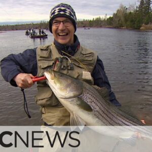 ‘It’s a monster’: P.E.I. man catches metre-long bass on opening day