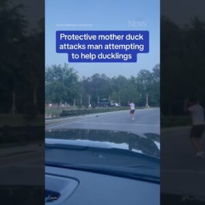 Protective mother duck attacks man attempting to help ducklings