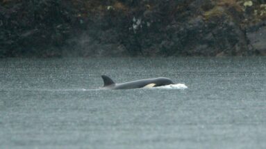 Crews are trying to rescue an orca calf stranded in a lagoon off Vancouver Island