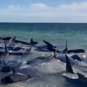 WATCH | Dozens of whales die after washing ashore on Australia beach, hundreds returned to sea