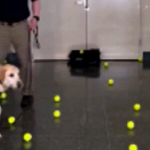 WATCH | Airport sniffer dog gets a special retirement gift