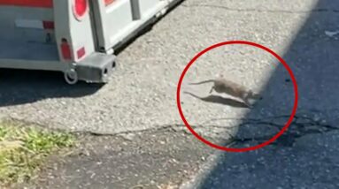 RAT INFESTATION | Residents of Ottawa neighbourhood dealing with growing rodent problem