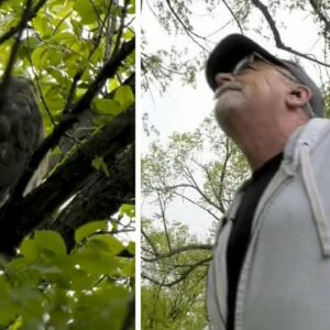 Angry bird: Protective hawk dive bombs passers-by in Manitoba suburb