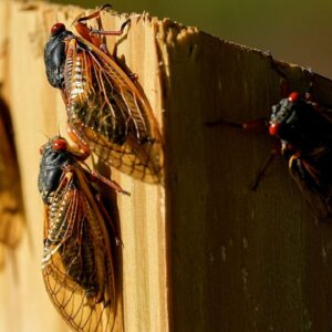 Historic invasion of cicadas underway across the U.S.