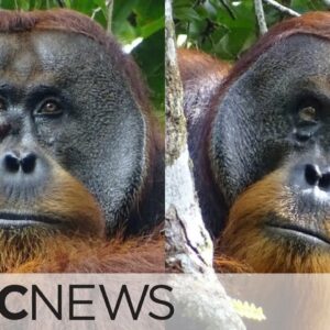 Orangutan seen treating facial wound with medicinal plant
