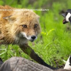 WATCH | Photographer captures dramatic standoff between Canada goose and a fox