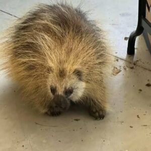 Porcupine makes itself at home in Saskatoon families' garage