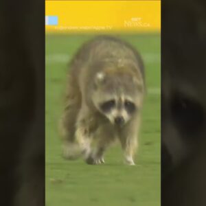 Raccoon interrupts MLS match