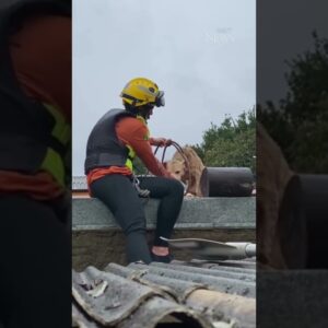 Rescuers save two dogs on flooded house rooftop in Brazil