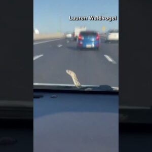 Snake hitches a ride with Arizona couple