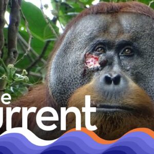 This orangutan used medicinal plants to treat its wound | The Current