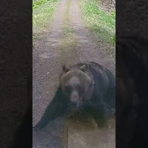 Wild video shows bear attack vehicle in Japan
