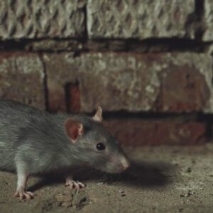 City of Ottawa looking at using contraceptives to help control the rat population