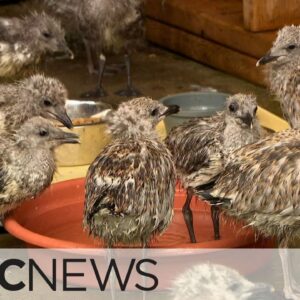 Why dozens of baby seagulls jumped off the roofs of Montreal buildings